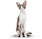 Фотография кота после программы.