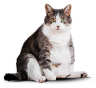 Фотография кота до программы.